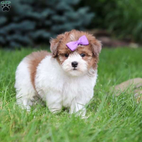 Addie, Havapoo Puppy